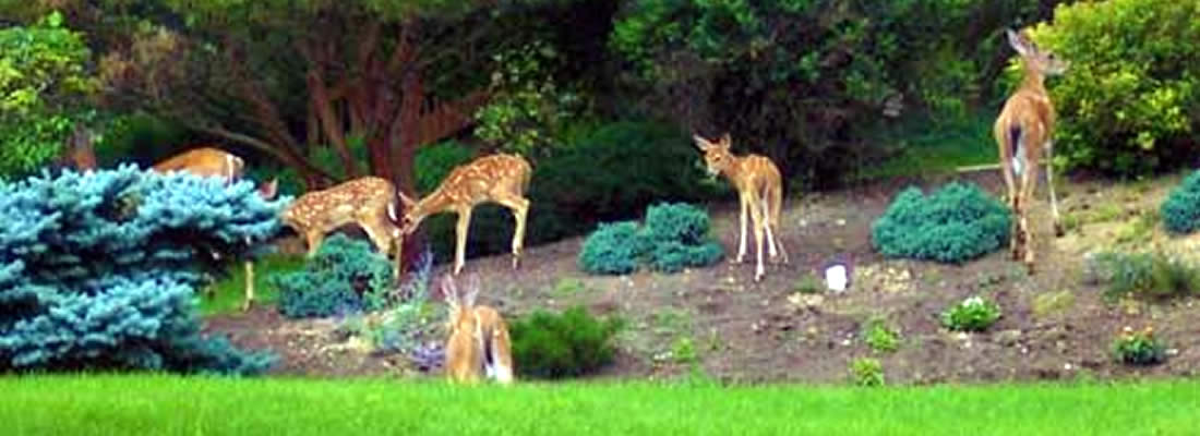 Deer Repellant Services throughout the capitol region of New York, including: Schenectady, Niskayuna, Rotterdam, Glenville, Scotia, Clifton Park, Halfmoon, Saratoga, and Guilderland