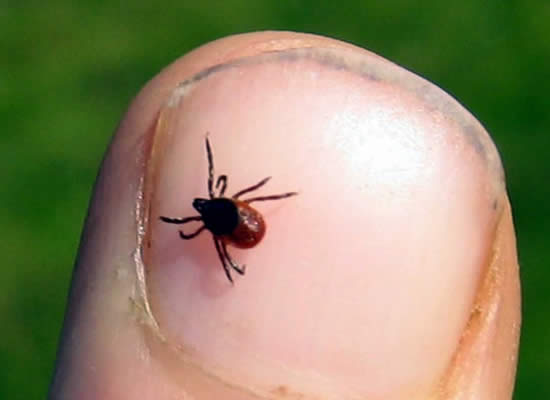 Tick Control Services Schenectady/Niskayuna/Rotterdam/Glenville/Scotia/Clifton Park/Halfmoon/Saratoga/Guilderland