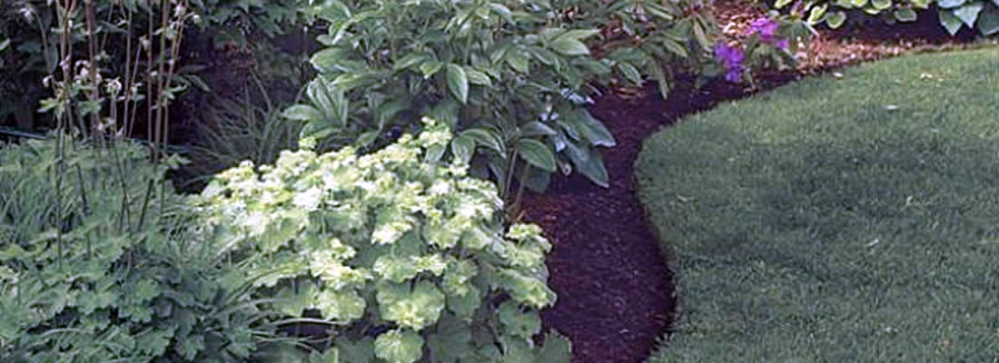 Landscape Bed Weed Maintenance Services throughout the capitol region of New York, including: Schenectady, Niskayuna, Rotterdam, Glenville, Scotia, Clifton Park, Halfmoon, Saratoga, and Guilderland