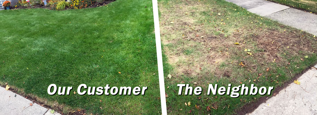 grass treatment