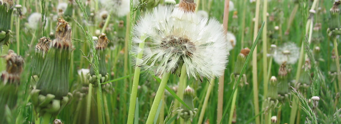 Weed Control Services Scotia